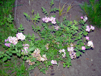 Similar image 21833428