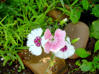 Similar image 21833438