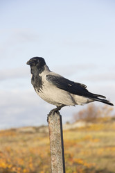 Similar image 21838534