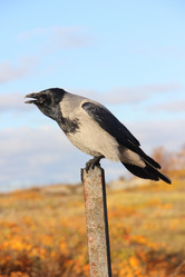 Similar image 21833486