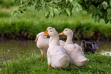 Similar image 21840544