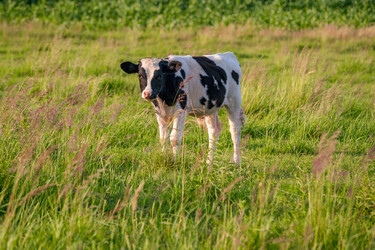 Similar image 21835254