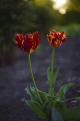 Similar image 21833328