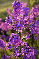 Similar image 21835440