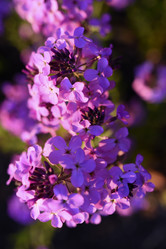 Similar image 21835442