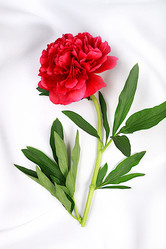 Similar image 21835465