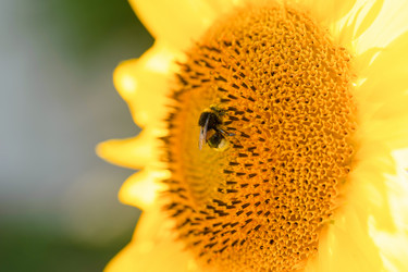 Similar image 21838632