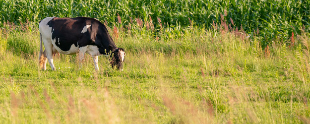 Similar image 21838641