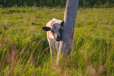 Similar image 21838642