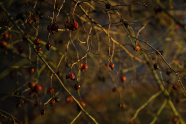 Similar image 21838666