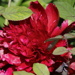 Similar image 21856005