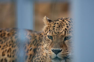 Similar image 21843403