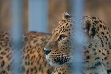 Similar image 21843404