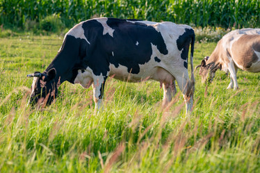 Similar image 21846412