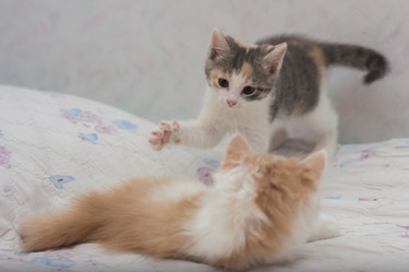 Similar image 21842097