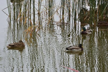 Similar image 21843479