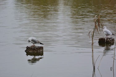 Similar image 21843482