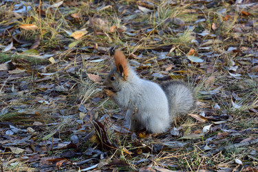 Similar image 21845054