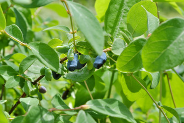 Similar image 21845916