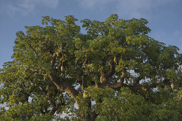 Similar image 21850629