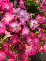 Similar image 21848929