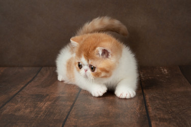 Similar image 21849059