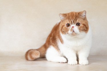 Similar image 21849060