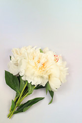 Similar image 21849081