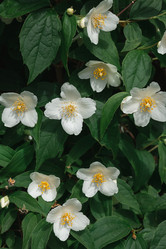 Similar image 21850692