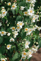 Similar image 21850695