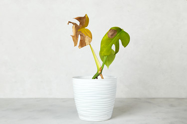 Similar image 21850066