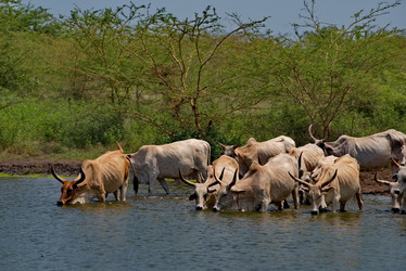 Similar image 21850706