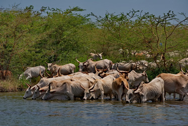 Similar image 21850707