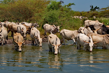 Similar image 21850708