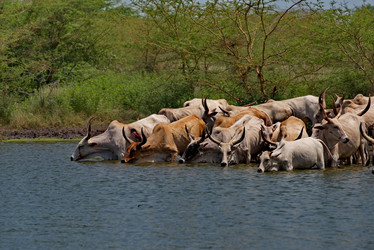 Similar image 21850711