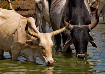 Similar image 21850716