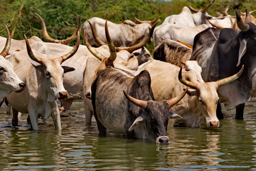 Similar image 21850718