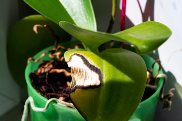 Similar image 21855663