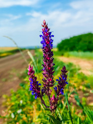 Similar image 21850971