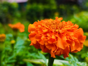 Similar image 21851000