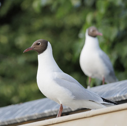 Similar image 21853733