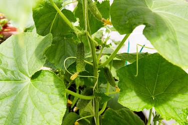 Similar image 21851132