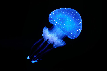 Similar image 21851647