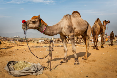 Similar image 21851659