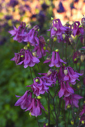 Similar image 21850909