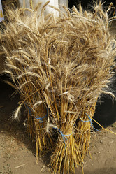 Similar image 21850916