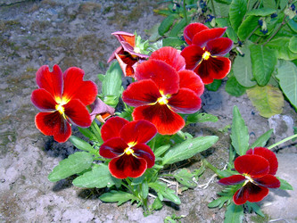 Similar image 21853935