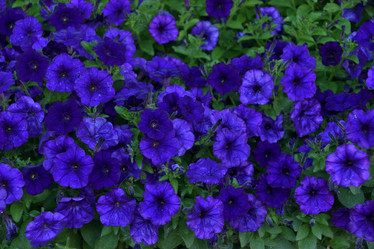 Similar image 21854019