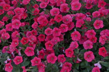 Similar image 21854020