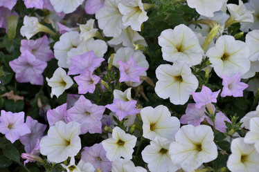 Similar image 21854023